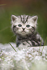 British Shorthair Kitten