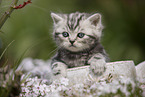 British Shorthair Kitten