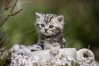 British Shorthair Kitten
