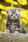 sitting British Shorthair Kitten