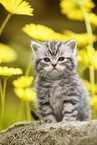 sitting British Shorthair Kitten