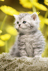 sitting British Shorthair Kitten