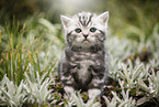 sitting British Shorthair Kitten