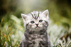 British Shorthair Kitten Portrait