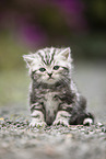 sitting British Shorthair Kitten