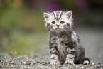 sitting British Shorthair Kitten
