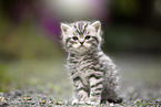 sitting British Shorthair Kitten