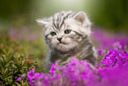 British Shorthair Kitten Portrait