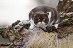 British Shorthair in winter