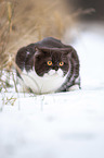 British Shorthair in winter