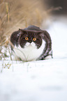 British Shorthair in winter