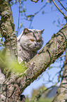 British Shorthair sits in the tree