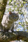 British Shorthair sits in the tree