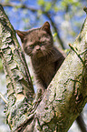 British Longhair Kitten