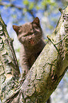 British Longhair Kitten