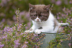 British Shorthair kitten in the heathland