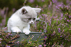 British Shorthair kitten in the heathland