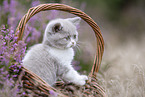 British Shorthair kitten in the heathland