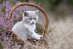 British Shorthair kitten in the heathland