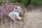 British Shorthair kitten in the heathland
