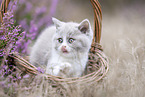 British Shorthair kitten in the heathland