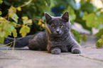 lying British Shorthair Kitten