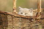 British Shorthair Kitten in the basket
