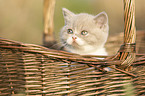 British Shorthair Kitten in the basket