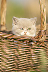 British Shorthair Kitten in the basket