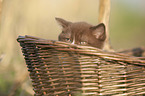 British Shorthair Kitten in the basket