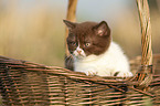 British Shorthair Kitten in the basket