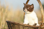 British Shorthair Kitten in the basket