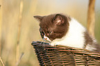 British Shorthair Kitten in the basket