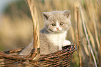 British Shorthair Kitten in the basket