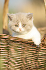 British Shorthair Kitten in the basket