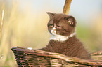 British Shorthair Kitten in the basket