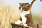 British Shorthair Kitten in the basket