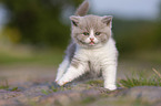 standing British Shorthair Kitten