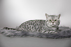 British Shorthait tomcat