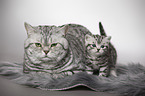 British Shorthait tomcat with kitten