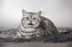 British Shorthait tomcat