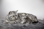 British Shorthait tomcat with kitten