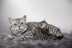 British Shorthait tomcat with kitten