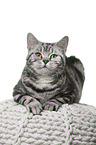 female British Shorthair