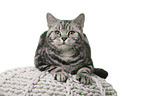 female British Shorthair