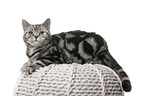 female British Shorthair