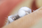British Shorthair paw