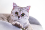 lying British Shorthair