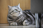 lying British Shorthair