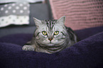 lying British Shorthair